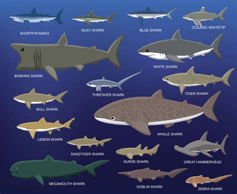 The Basking Shark Profile In 2021 Basking Shark Shark Whale Shark