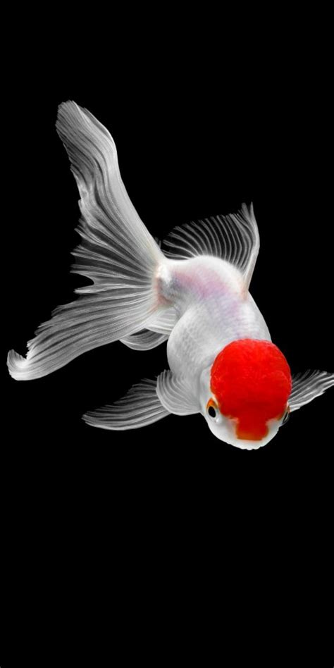 Download Symphysodon Discus Tropical Fish For Wallpaper Hd Mobile