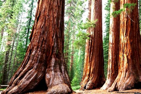 Sequoia National Forest Wallpapers Gallery