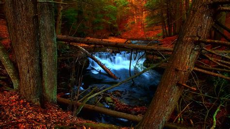 Download Forest Tree Fall Stream Creek Nature Waterfall Hd Wallpaper