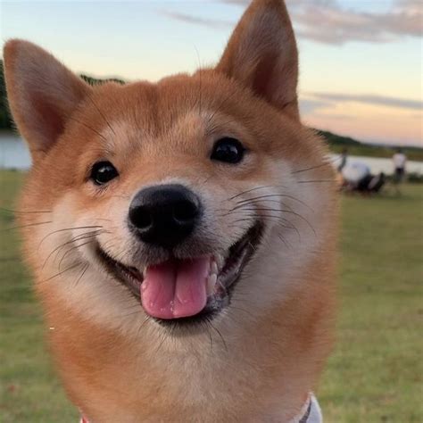 This breed is somewhat affectionate with its family, but will be reserved with strangers and people outside the family circle. Rencontrez Uni, l'adorable Shiba Inu qui a toujours le ...