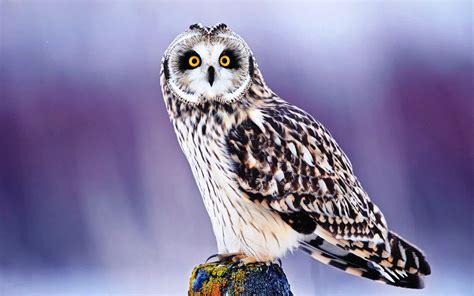 Owl Wallpapers High Resolution 64 Images