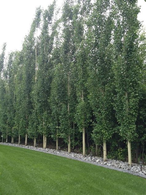 Deciduous Trees Landscaping Trees Privacy Landscaping Front Yard
