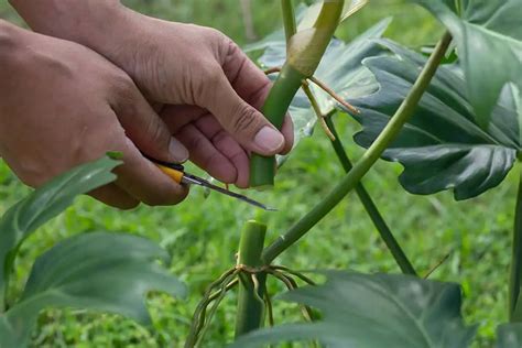 How To Propagate Philodendron A Quick And Easy Guide Above And Beyond Gardening