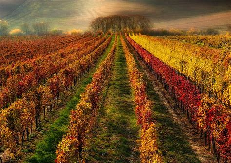 Autumn Vineyard Autumn Vineyard Bonito Rows Landscape Hd