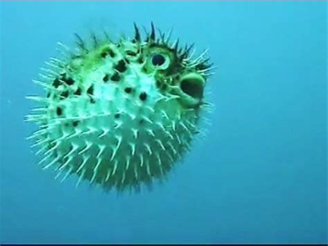 Pufferfish Wallpapers Wallpaper Cave