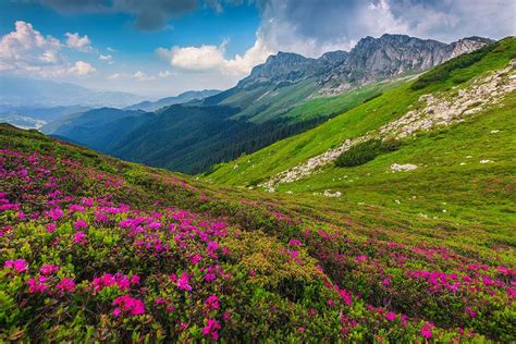 Plants Are Spreading Up Mountains Faster Than Thought In North America