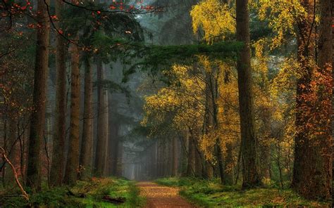 Nature Landscape Colorful Fall Forest Dirt Road