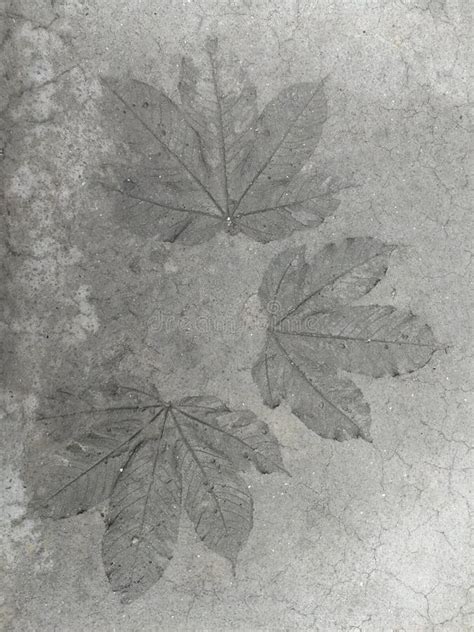 Leaf Pattern Cement Floor Stock Photo Image Of Leaf 155173940