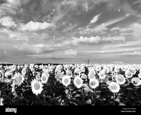 Black And White Image Of A Sunflower Field In Jaulnay France Stock