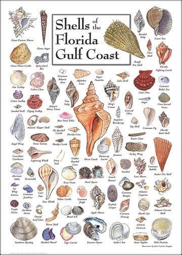 Shell Guide Florida Gulf Coast Gulf Coast Florida Shell Beach Sea Shells