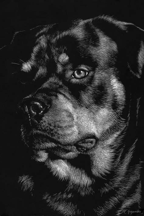 Canine Scratchboard Xii Canvas Art By Julie T Chapman Icanvas