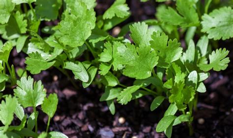 Here are some quick tips on how to preserve cilantro for use in salsa or mexican food. Growing Cilantro at Home - The Habitat