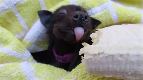 Bat Eating Banana Is Cute But Listen To Her Story Rtm Rightthisminute