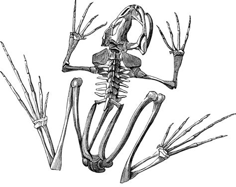 Frog Skeleton Clipart Etc