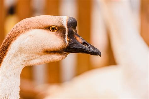 Premium Photo Head And Long Neck Of Geese Near The Fence Of A Farm