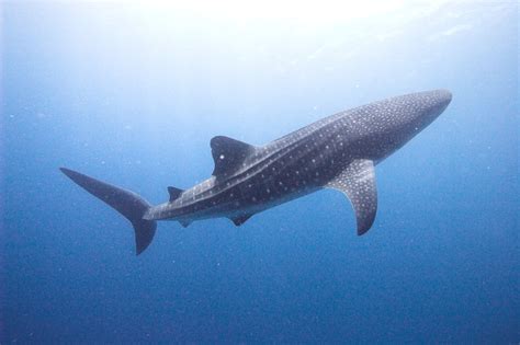 Whale Shark Underwater Ocean Sea Wallpapers Hd