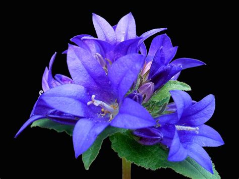 Blue Bell Flower Flowers Bluebells Flower Beauty