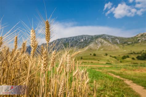 Agriculture Covinnus Travel Tours Of Romania And Eastern Europe