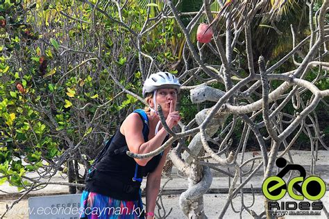 Eco Rides Cayman The Best Kept Secret For Local Guided Tours In The