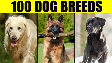 Dog Breeds List Of 100 Most Popular Dog Breeds In The World