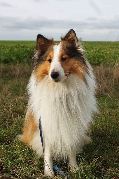 Mini Lassie Banco De Fotos E Imágenes De Stock Istock