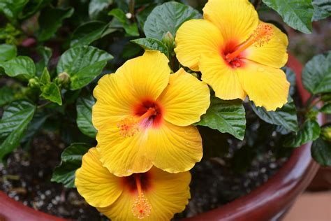 How To Grow Hibiscus From Cuttings To Harvest Steps To Planting And Care