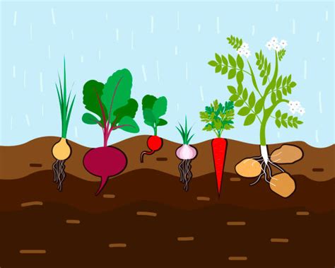 Potato Plant With Roots Underground Illustration