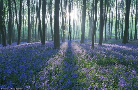 The True Beauty Of British Springtime Thousands Of Bluebells Flower