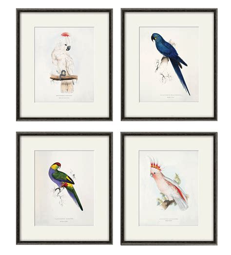 antique bird prints bird prints set parrot art print vintage etsy