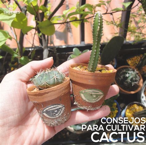 Consejos Para Cultivar Cactus Saperes