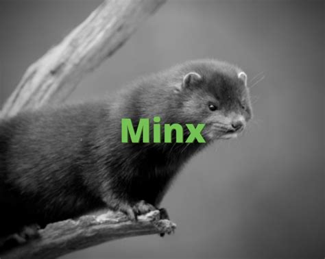 Minx What Does Minx Mean