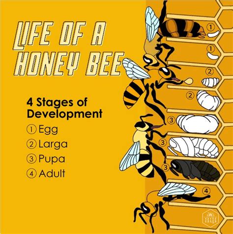 Did You Know That Bees Go Through 4 Stages Before They Fully Develop