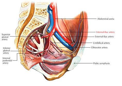 Anatomy cardiology medicine medical instagram posts celiac trunks textbook surgery nursing. Easy Notes On 【Internal Iliac Artery】Learn in Just 3 ...