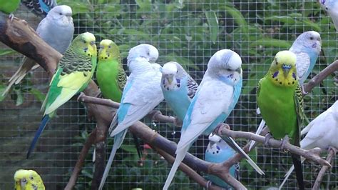 Aviarybirds Budgerigars Wellensittiche Parakeets Parakeet
