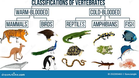 Classification Of Vertebrates Animals Mammals Birds Reptiles