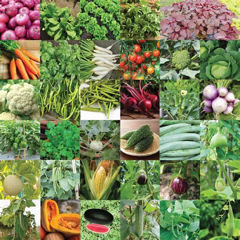 Indian Pure Organic Vegetable Seeds Bank For Home Garden 50 Etsy
