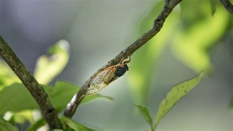 Photos 17 Year Cicadas Emerge In Southwest Virginia Gallery