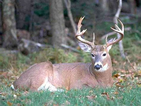 1920x1080px 1080p Free Download Big Buck Laying Down Deer Hunting
