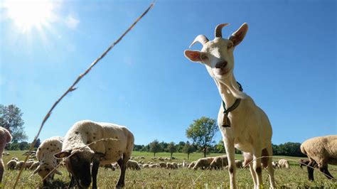 Goat Video Goes Viral Dramatic Reaction To Ups Vehicle Padeye