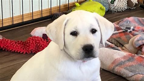 Yellow Labrador Puppies 8 Weeks Old Youtube