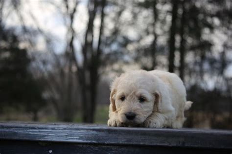 A miniature goldendoodle puppy can vary in size based on the generation of the dog. Goldendoodle puppy for sale in GLASGOW, KY. ADN-67161 on PuppyFinder.com Gender: Male. Age: 6 W ...