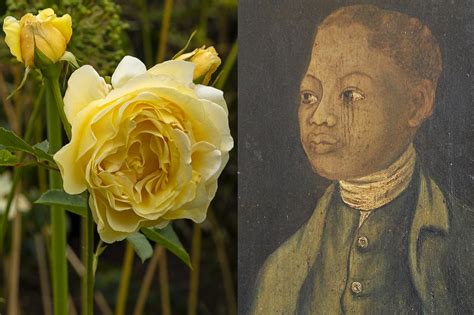 Stunning New Rose Garden Honours 18th Century Welsh Horticulturist John Ystumllyn