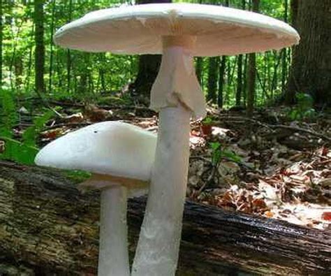 Dont Eat Wild Mushrooms That Can Be Poisonous Uh Doctor Warns As