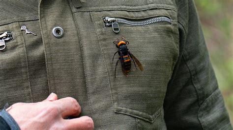 Lesson Of The Day ‘“murder Hornets” In The U S The Rush To Stop The Asian Giant Hornet’ The