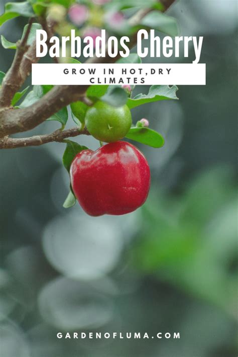 Growing Acerola Cherry Tree Barbados Cherry In Hot Dry Climates