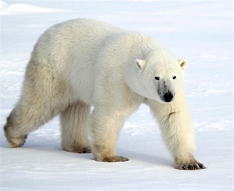 Large Male Polar Bear On The Tundra Photograph By Carole Anne Fooks