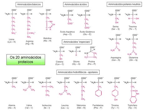 Aminoacidos Bioqu Mica I
