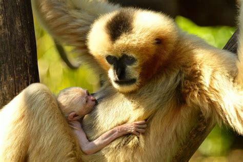 Endangered Gibbon Born At Adelaide Zoo Animal Fact Guide
