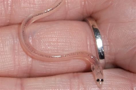 Gloucester Man Ordered To Pay Almost £11000 For Fishing For Eels